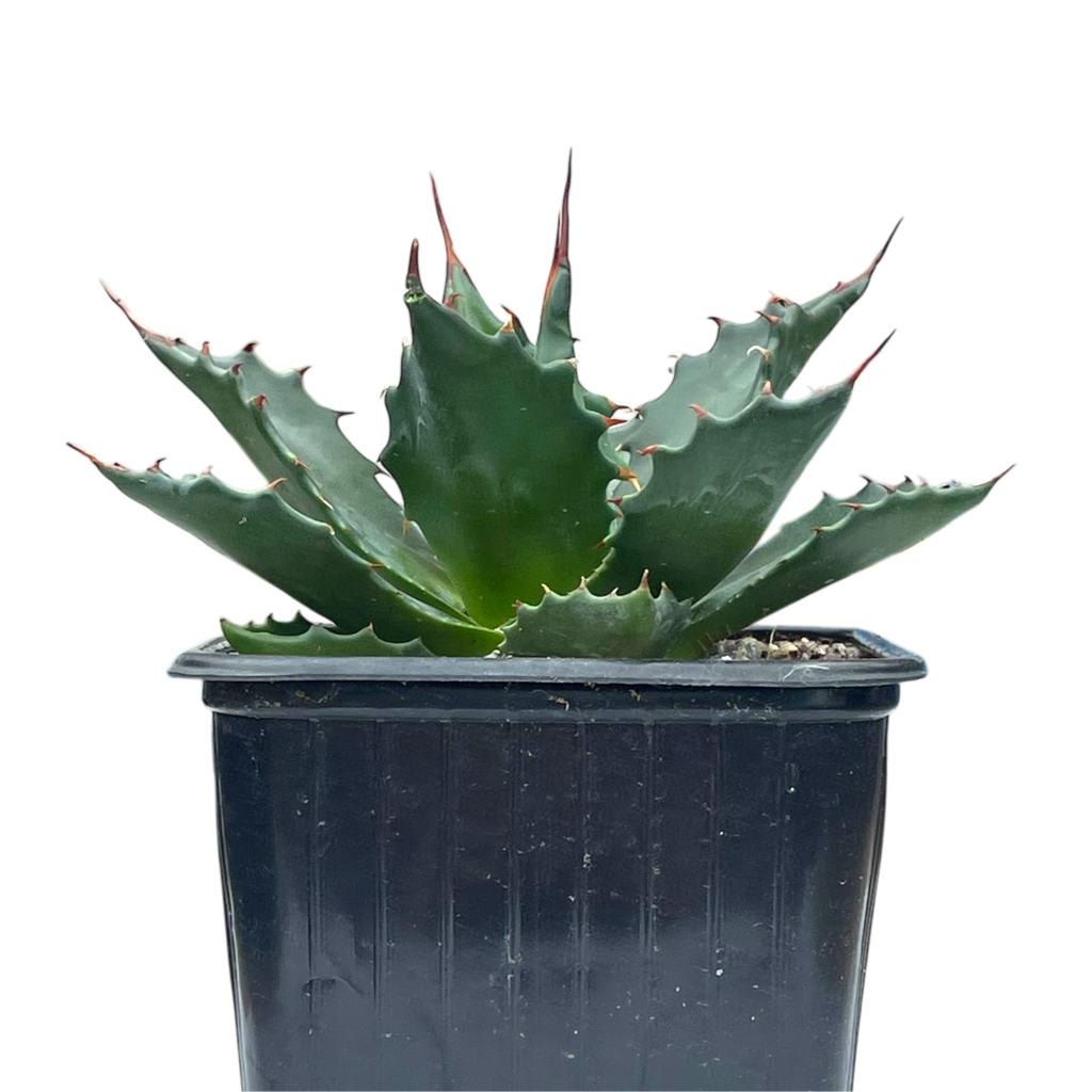 アガベ モンタナ – Surreal Succulents アガベ モンタナ – Surreal Succulents