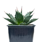 Agave montana