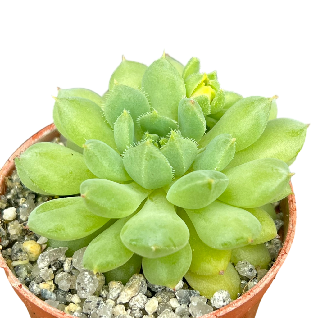 Echeveria 'Galaxy Starlet'