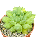 Echeveria 'Galaxy Starlet'