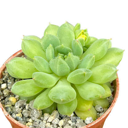 Echeveria 'Galaxy Starlet'