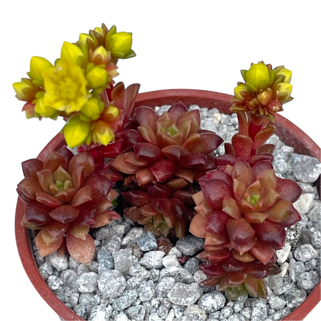 x Cremnosedum 'Little Gem'