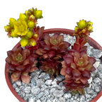 x Cremnosedum 'Little Gem'