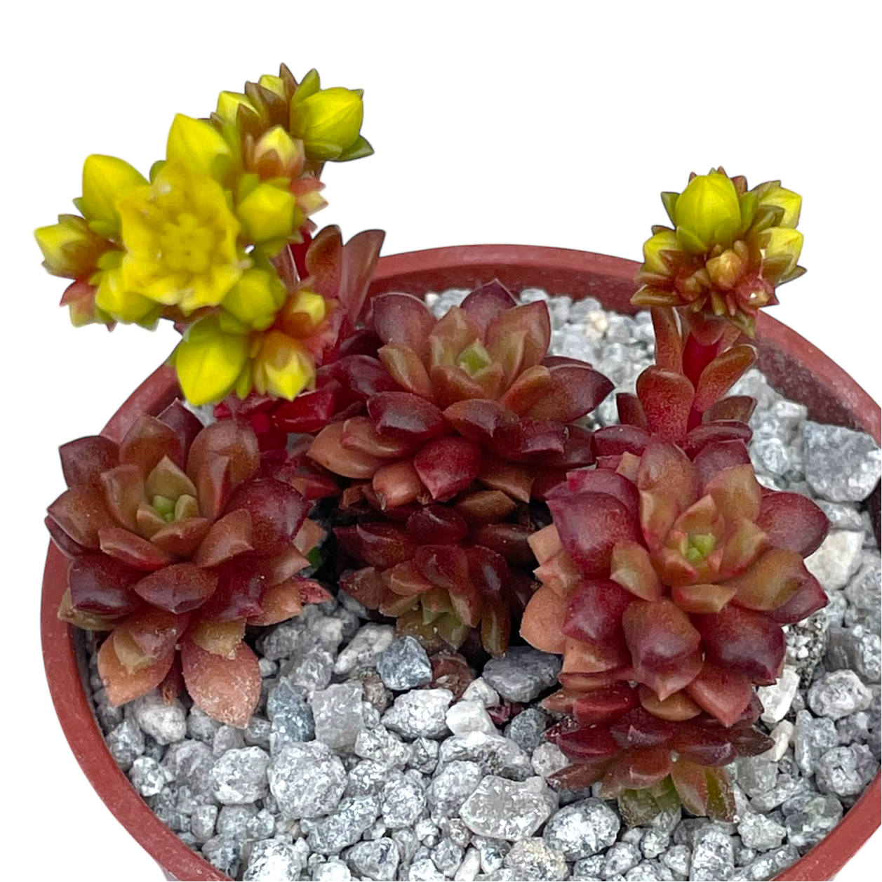 x Cremnosedum 'Little Gem'