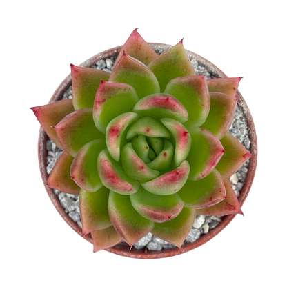 Echeveria agavoides 'Miranda'
