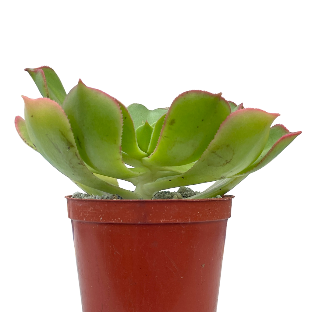 Aeonium percarneum