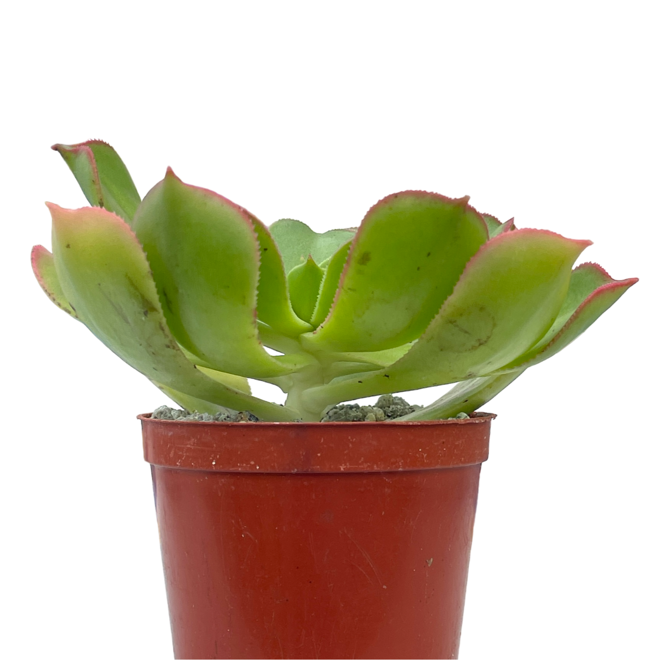 Aeonium percarneum