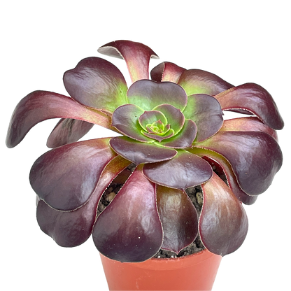 Aeonium 'Fire Glow'
