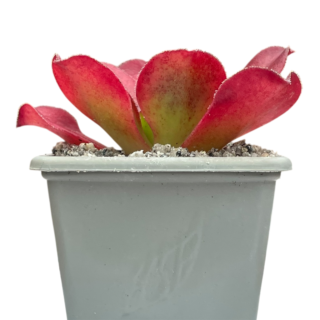 x Semponium 'Darwin'