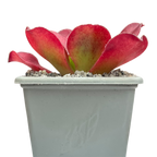 x Semponium 'Darwin'