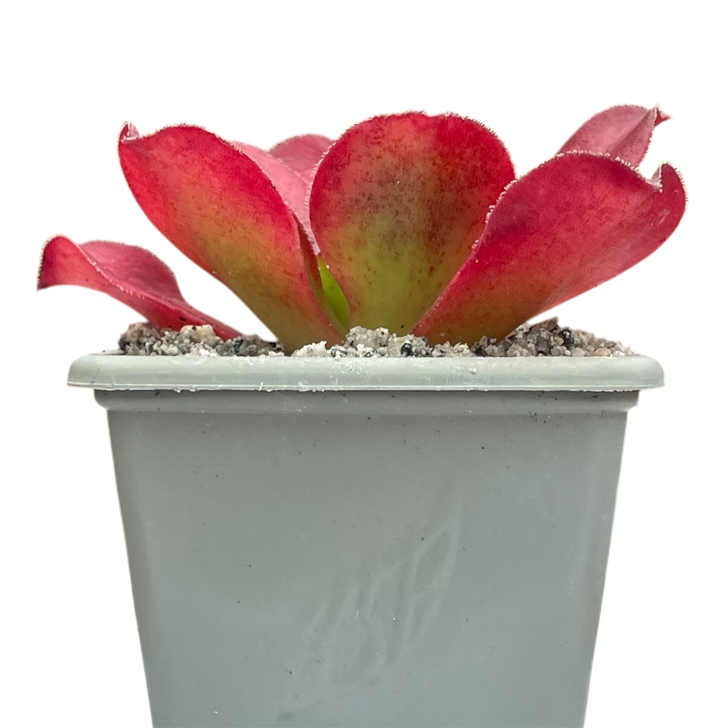 x Semponium 'Darwin'