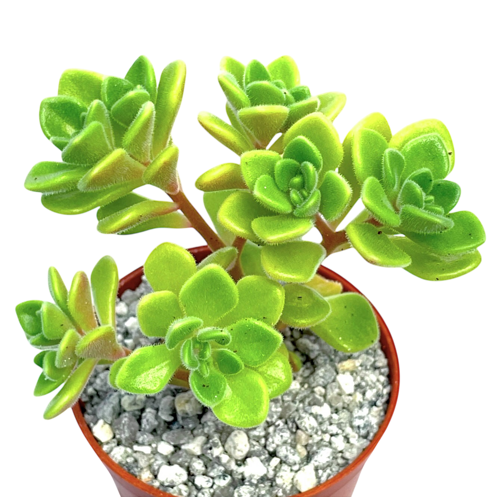 Aichryson bethencourtianum