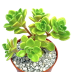 Aichryson bethencourtianum
