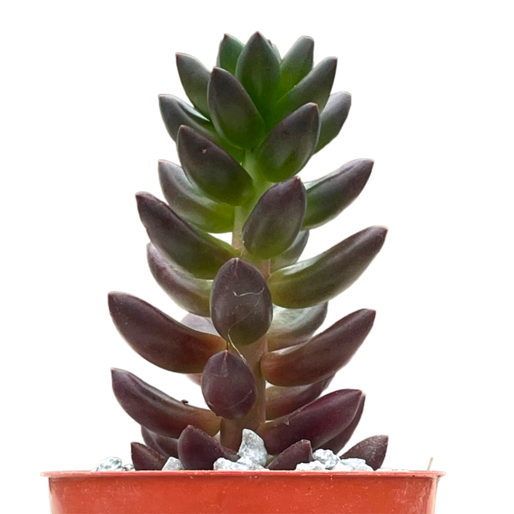 x Sedeveria 'Jet Beads'