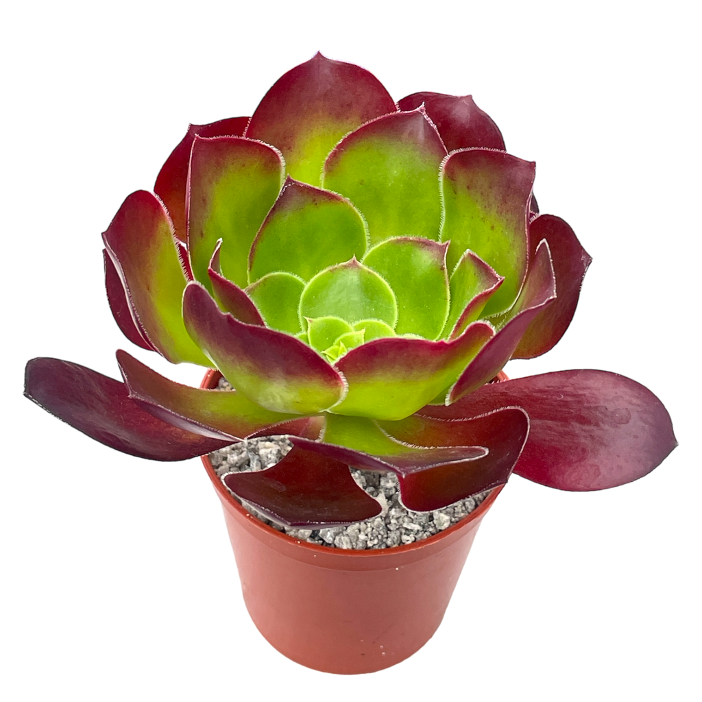 Aeonium 'Pomegranate'