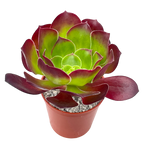 Aeonium 'Pomegranate'