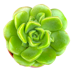 Aeonium 'Lily Pad'