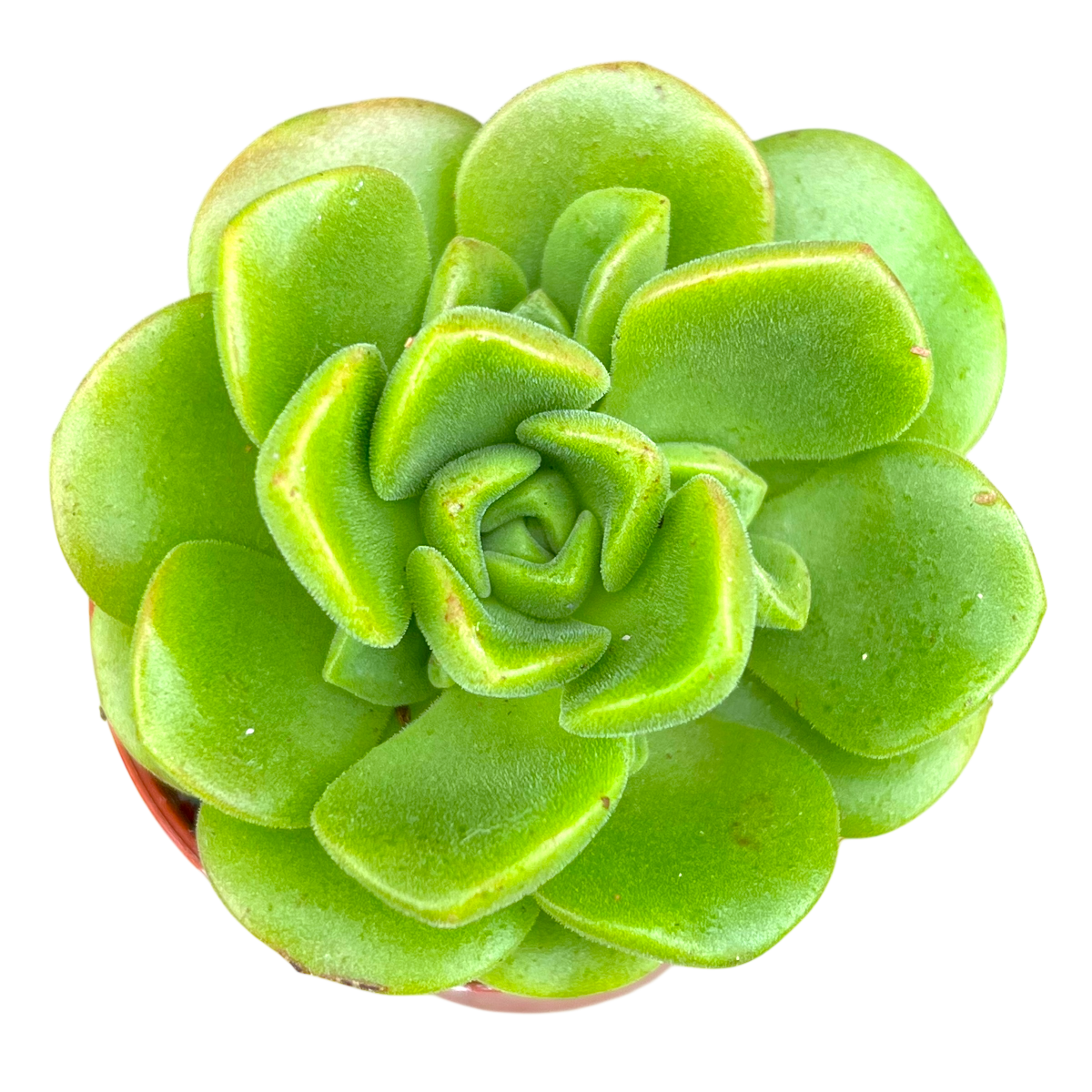 Aeonium 'Lily Pad'