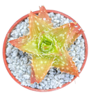 Aloe juvenna | Tiger Tooth Aloe