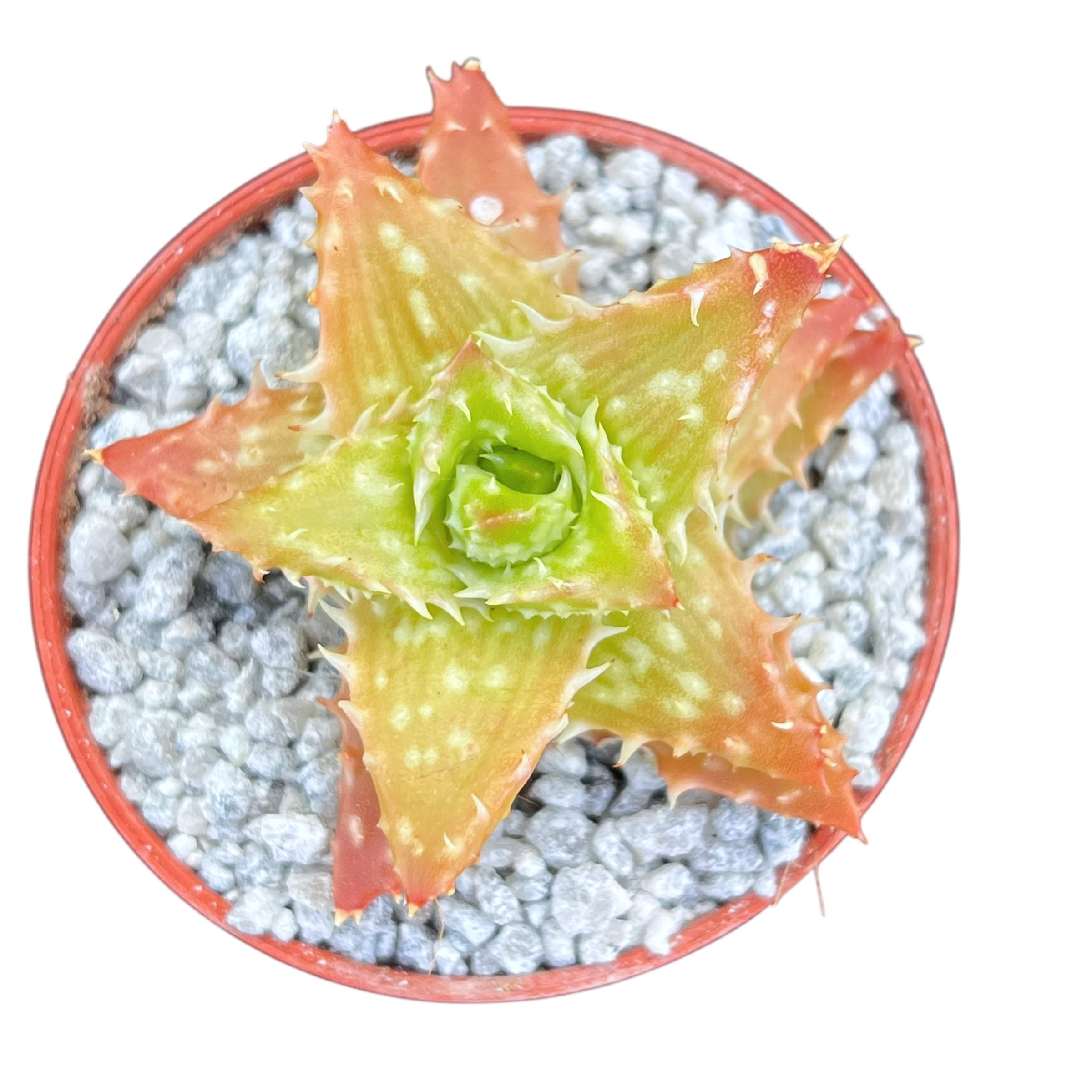 Aloe juvenna | Tiger Tooth Aloe