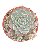 Echeveria halbingeri 'Walther'
