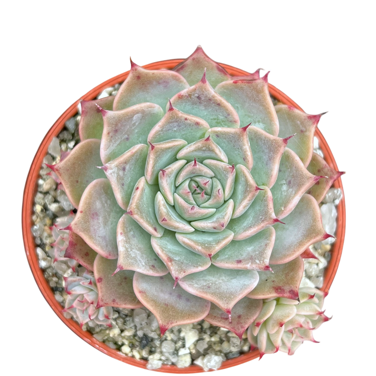 Echeveria halbingeri 'Walther'