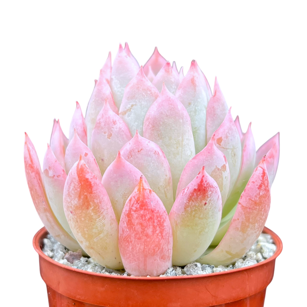Echeveria 'Violet Queen'