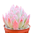 Echeveria 'Violet Queen'