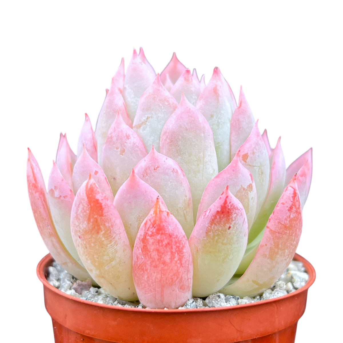 Echeveria 'Violet Queen'