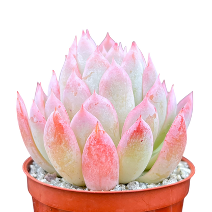 Echeveria 'Violet Queen'