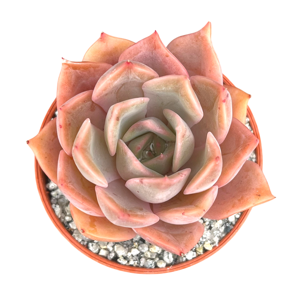 Echeveria 'Latte Rose'