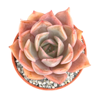 Echeveria 'Latte Rose'