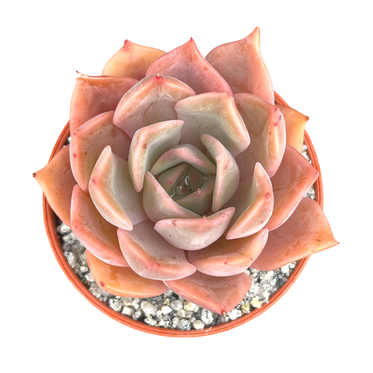 Echeveria 'Latte Rose'