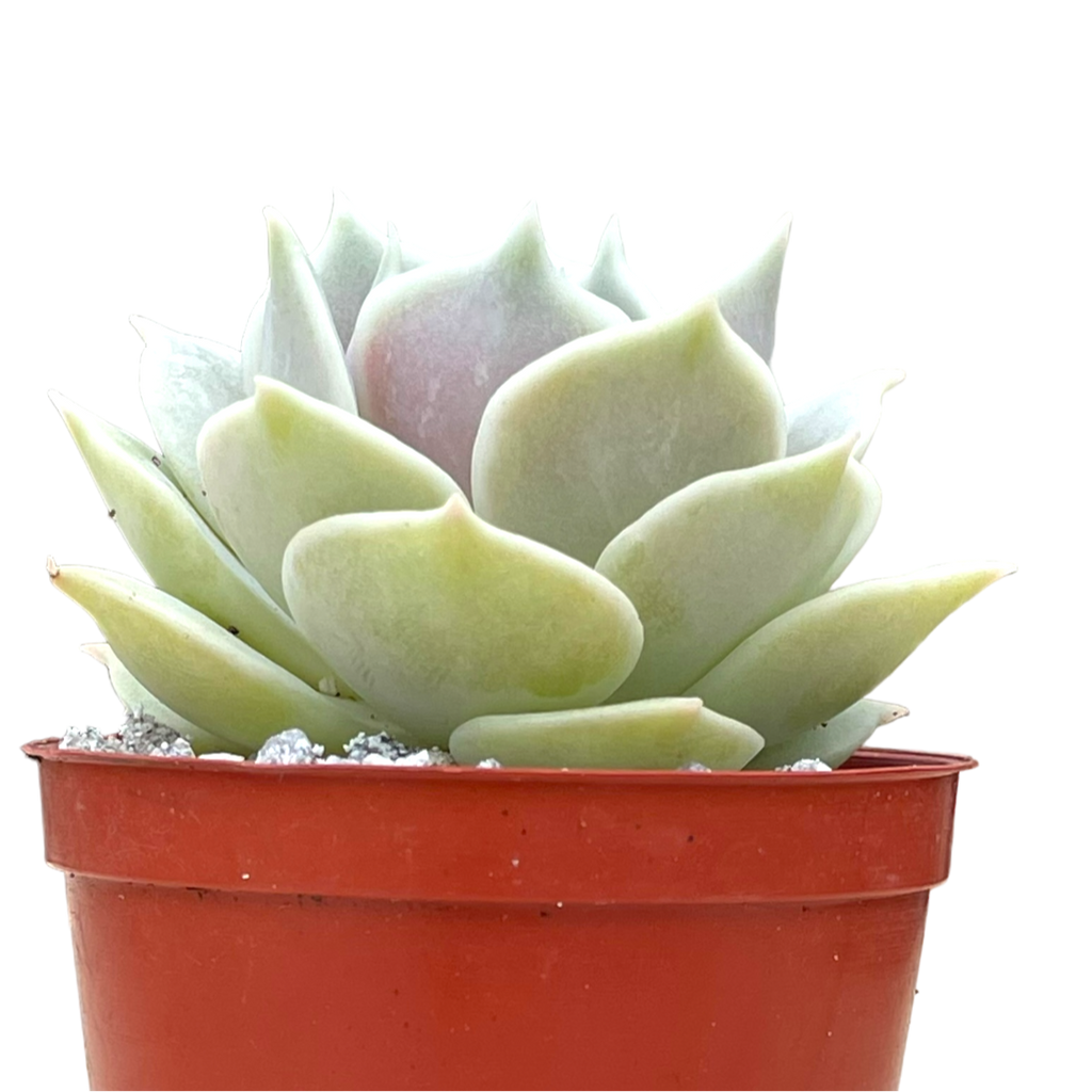 Echeveria 'Lola'