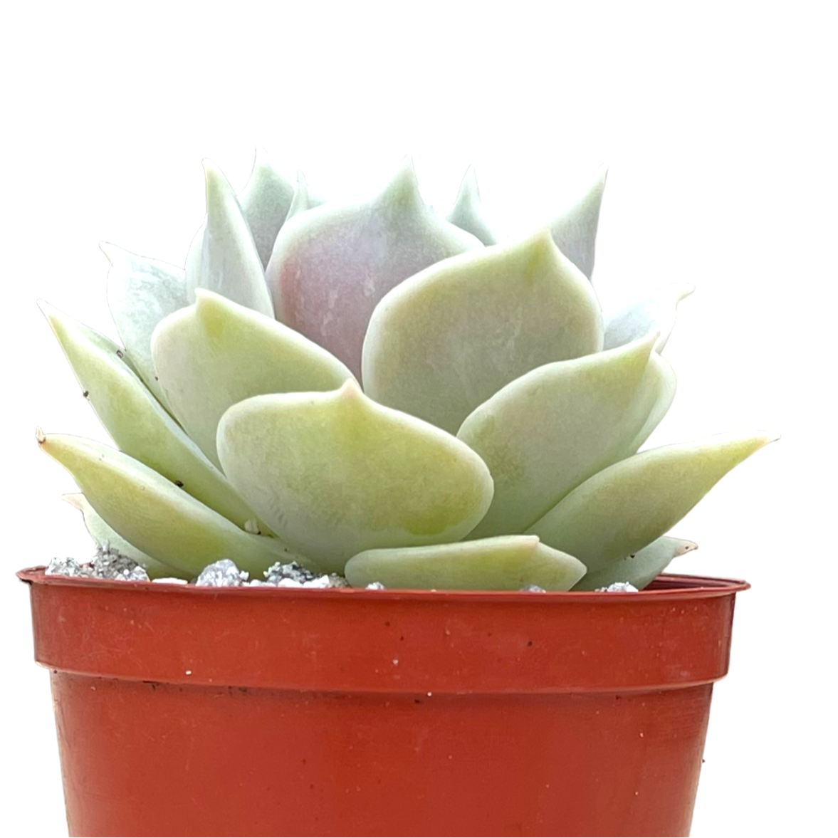 Echeveria 'Lola'