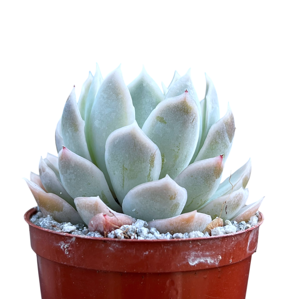Echeveria 'Elsa'