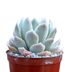 Echeveria 'Elsa'
