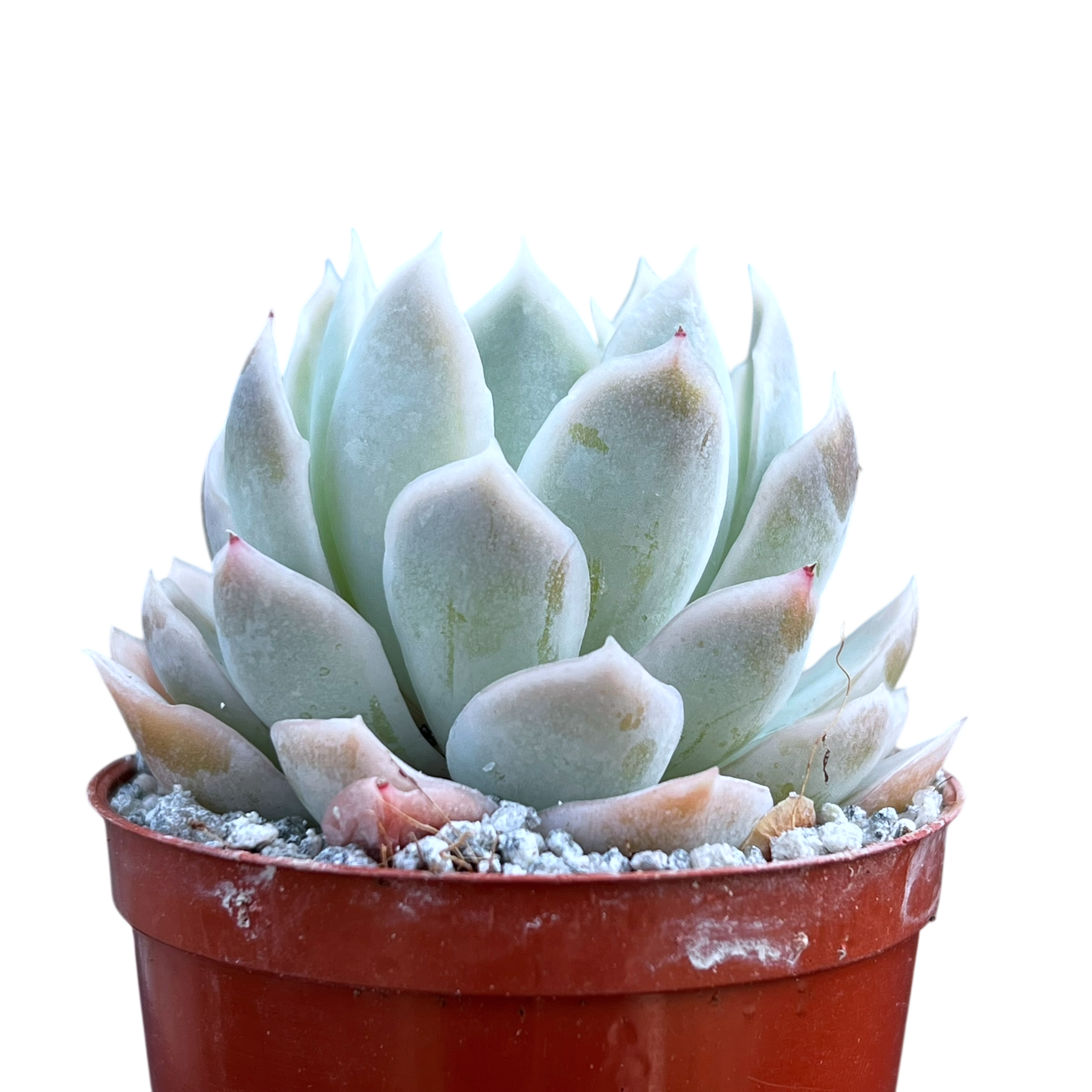 Echeveria 'Elsa'
