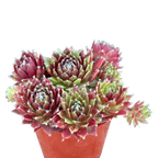 Sempervivum 'Silver Kenovel'