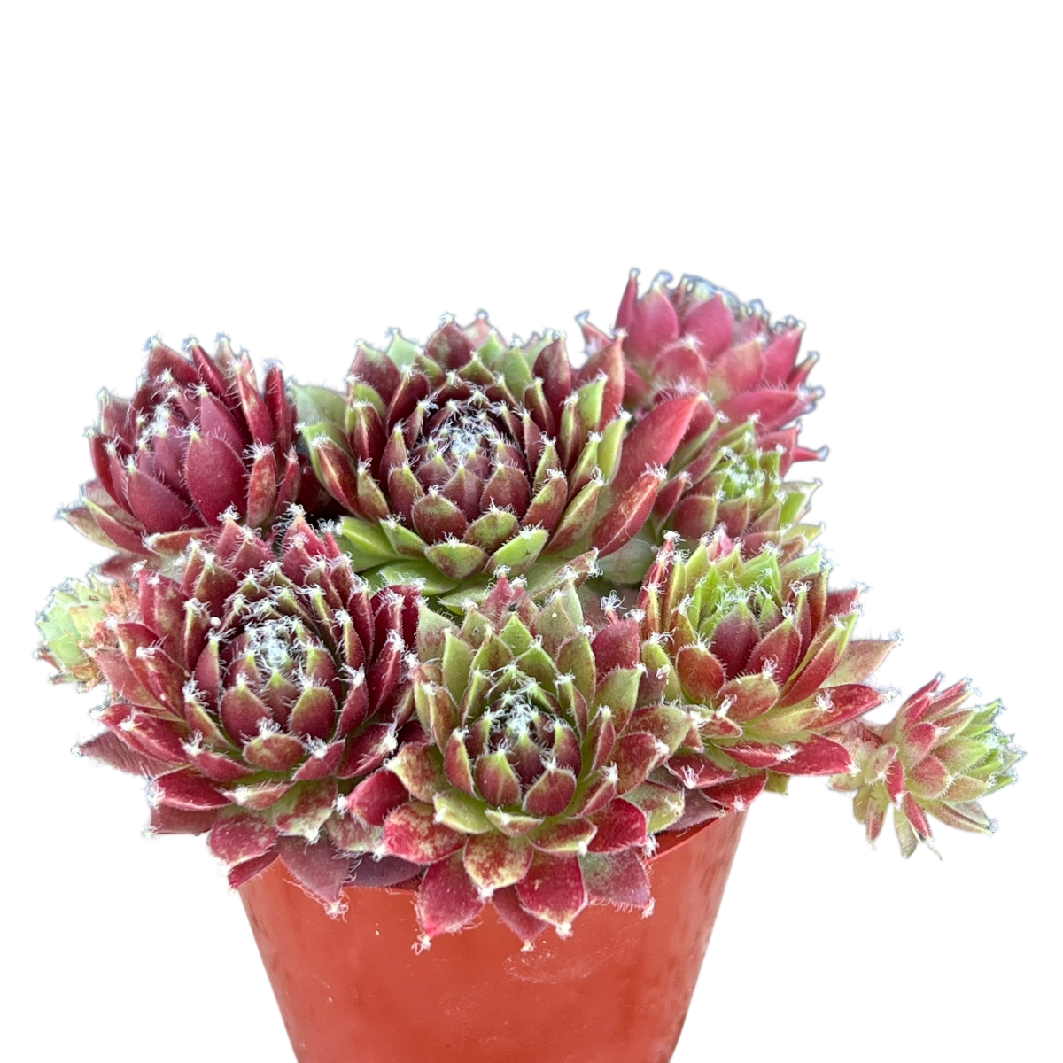 Sempervivum 'Silver Kenovel'