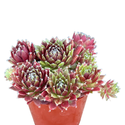 Sempervivum 'Silver Kenovel'
