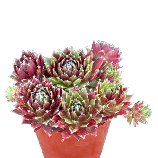 Sempervivum 'Silver Kenovel'