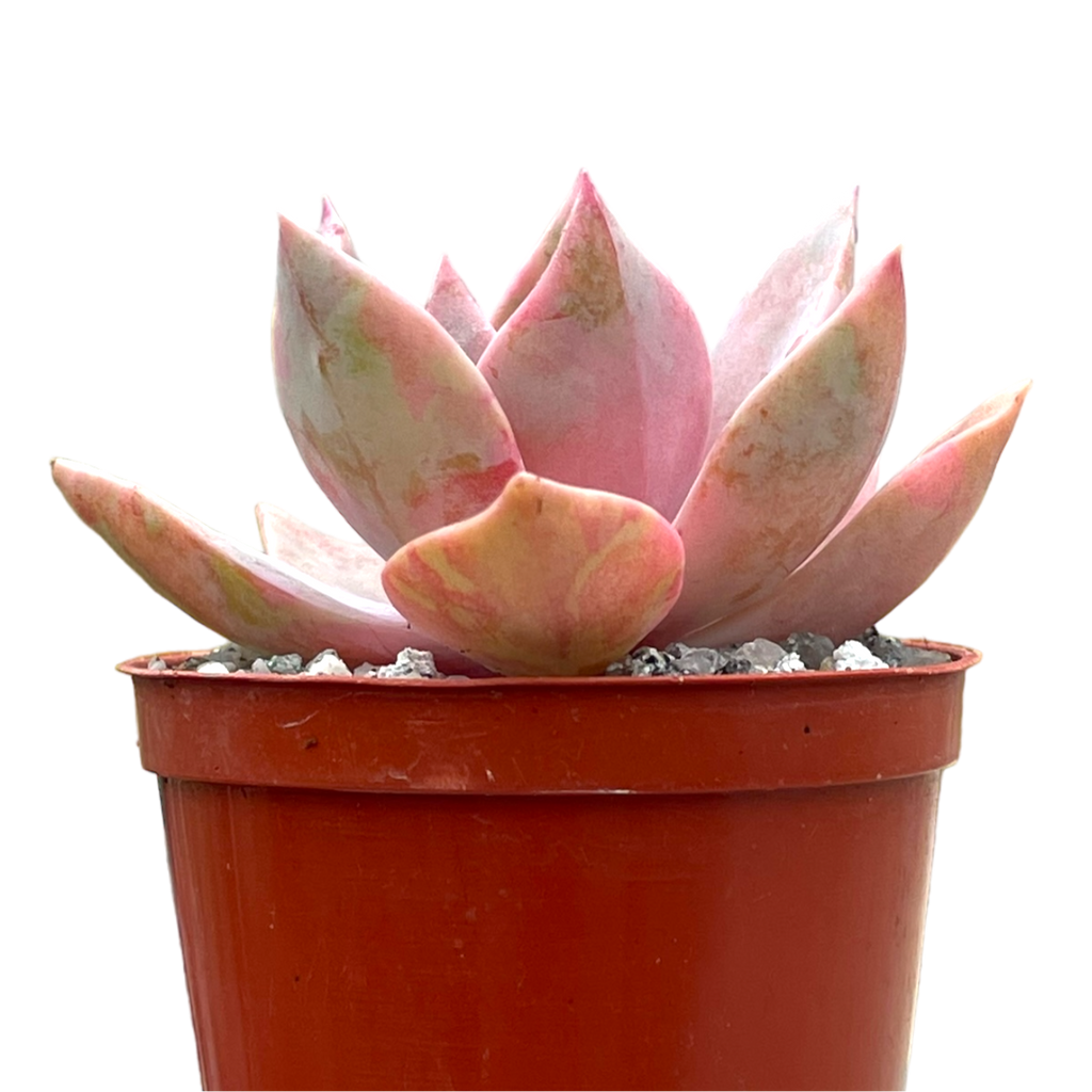 x Graptoveria 'Pearl Dazzler'