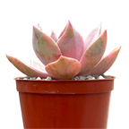 x Graptoveria 'Pearl Dazzler'