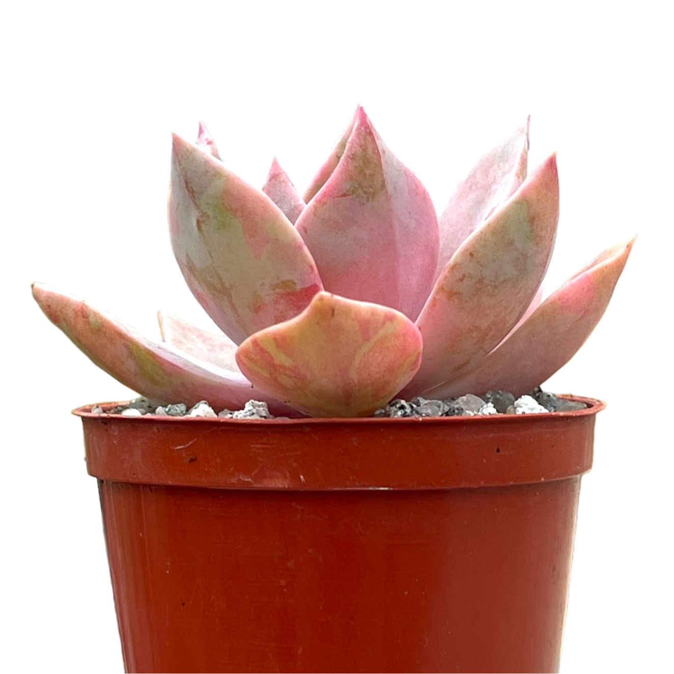 x Graptoveria 'Pearl Dazzler'