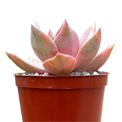 x Graptoveria 'Pearl Dazzler'