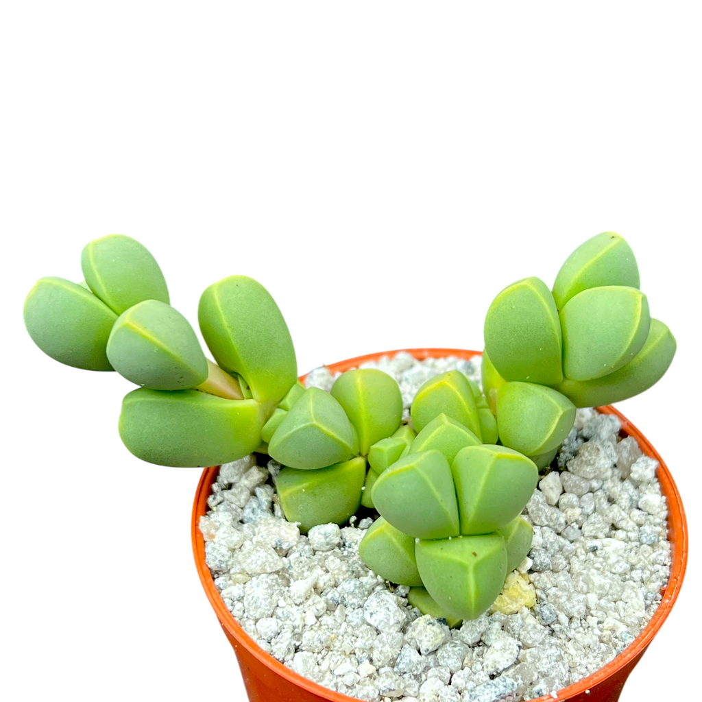 Delosperma lehmannii