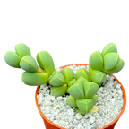 Delosperma lehmannii