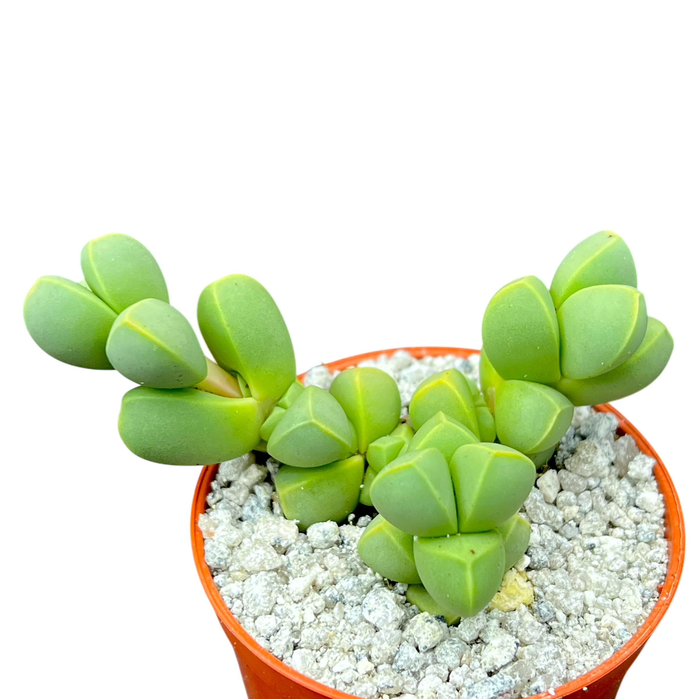 Delosperma lehmannii