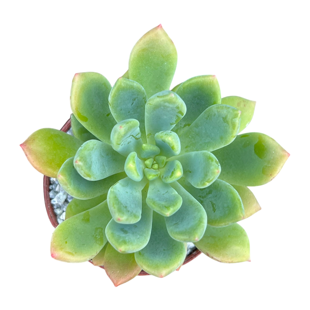 Echeveria vanvlietii